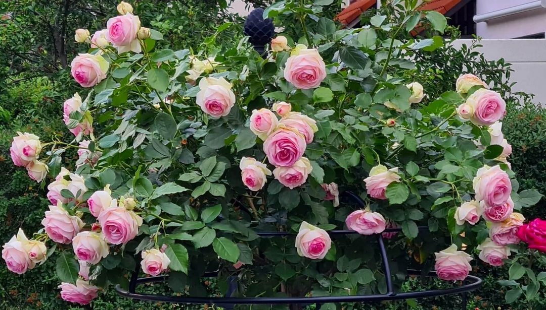 Famous Roses - Frumusețea și celebritatea trandafirilor în grădină - Famous Roses