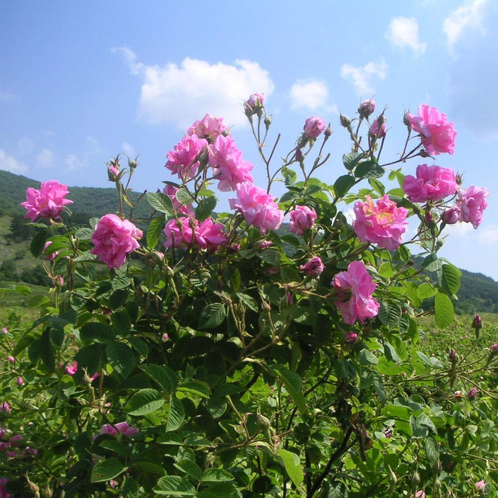 Pachet promoțional: Rosa Damascena Trigintipetala