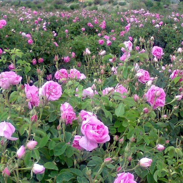 Pachet promoțional: Rosa Damascena Trigintipetala