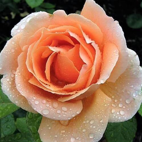 ABBAYE DE CLUNY ® Butasi trandafiri de gradina butaşi trandafiri de grădină în ghiveci sau rădăcină liberă