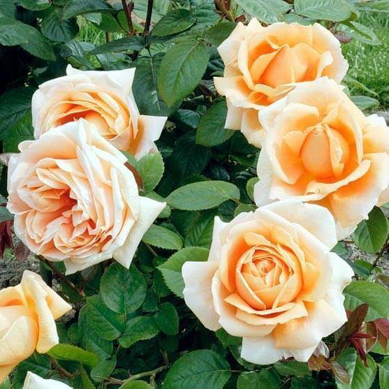 ABBAYE DE CLUNY ® Butasi trandafiri de gradina butaşi trandafiri de grădină în ghiveci sau rădăcină liberă
