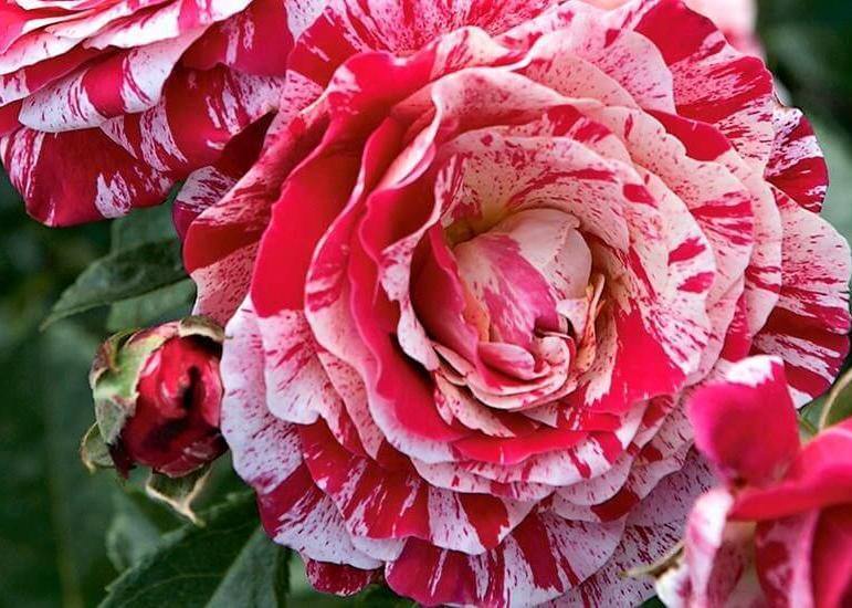 Abracadabra ® Trandafir Floribunda butaşi trandafiri de grădină în ghiveci sau rădăcină liberă