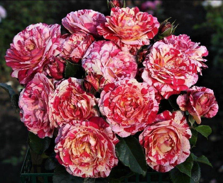 Abracadabra ® Trandafir Floribunda butaşi trandafiri de grădină în ghiveci sau rădăcină liberă