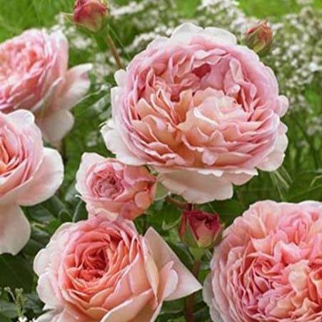 Abraham Darby ® Trandafir Englezesc Floribunda butaşi trandafiri de grădină în ghiveci sau rădăcină liberă