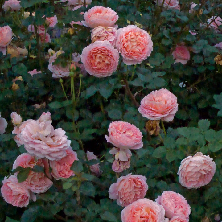 Abraham Darby ® Trandafir Englezesc Floribunda butaşi trandafiri de grădină în ghiveci sau rădăcină liberă