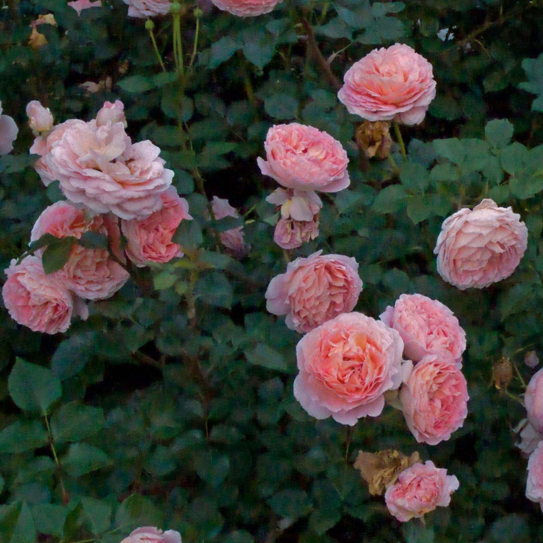 Abraham Darby ® Trandafir Englezesc Floribunda butaşi trandafiri de grădină în ghiveci sau rădăcină liberă