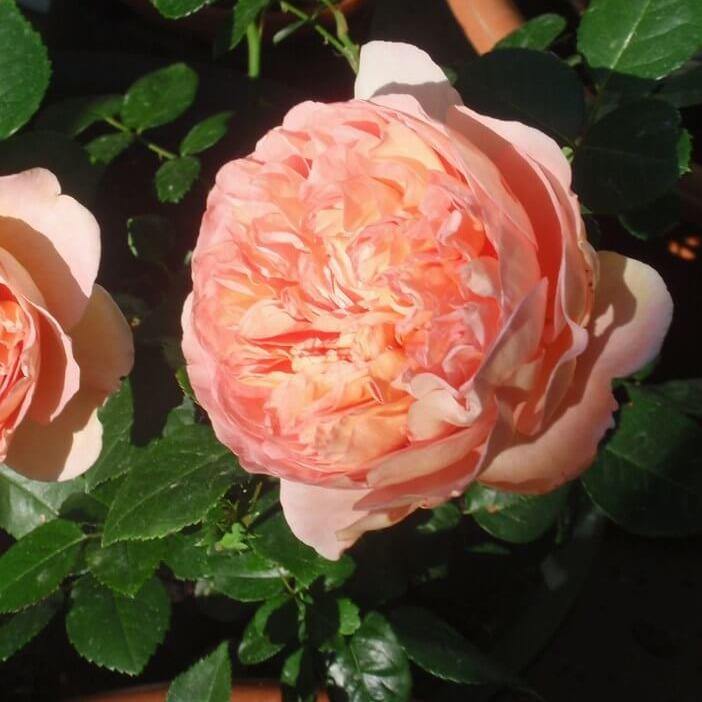 Abraham Darby ® Trandafir Englezesc Floribunda butaşi trandafiri de grădină în ghiveci sau rădăcină liberă