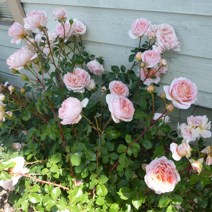 Abraham Darby ® Trandafir Englezesc Floribunda butaşi trandafiri de grădină în ghiveci sau rădăcină liberă