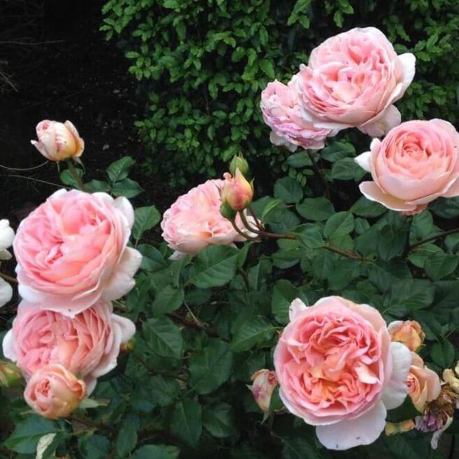 Abraham Darby ® Trandafir Englezesc Floribunda butaşi trandafiri de grădină în ghiveci sau rădăcină liberă