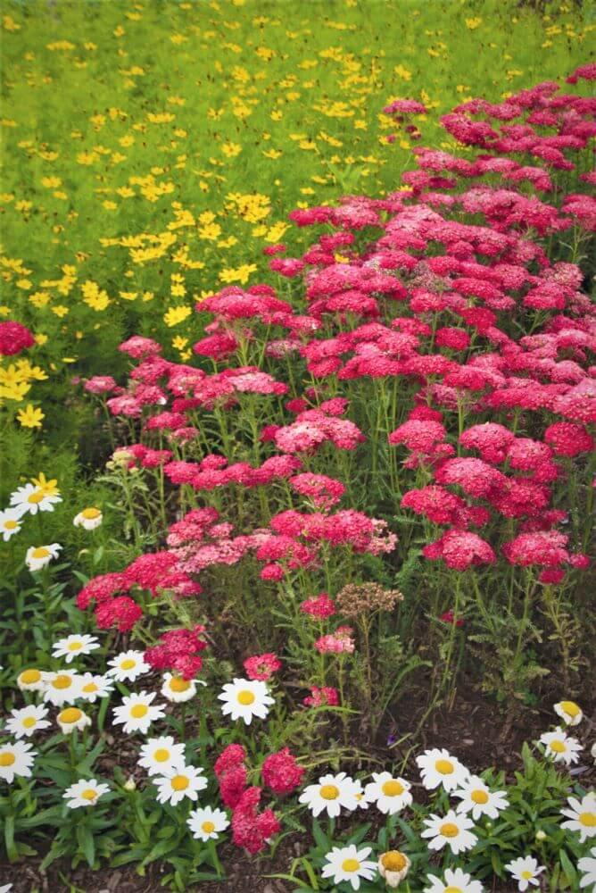 Achillea millefolium: TUTTI FRUTTI - POMEGRANATE butaşi trandafiri de grădină în ghiveci sau rădăcină liberă