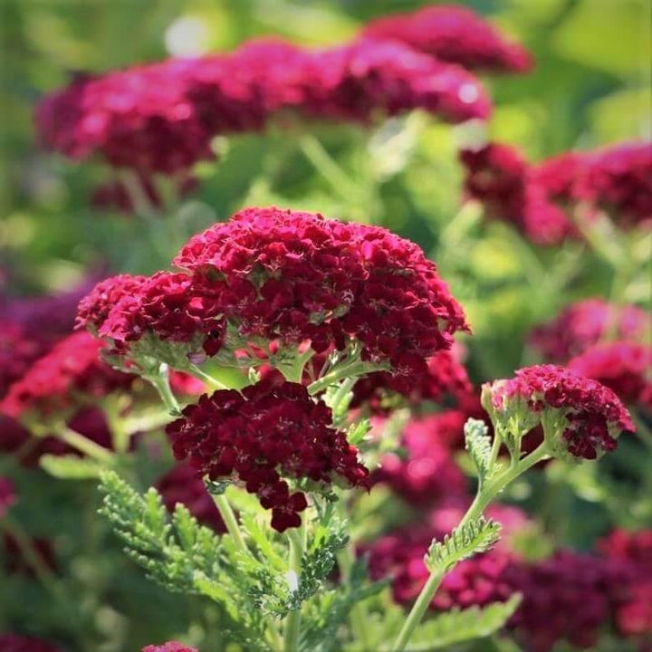 Achillea millefolium: TUTTI FRUTTI - POMEGRANATE butaşi trandafiri de grădină în ghiveci sau rădăcină liberă