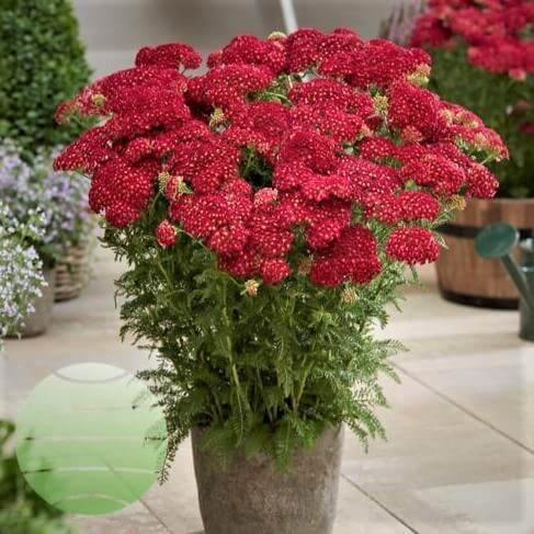 Achillea millefolium: TUTTI FRUTTI - POMEGRANATE butaşi trandafiri de grădină în ghiveci sau rădăcină liberă