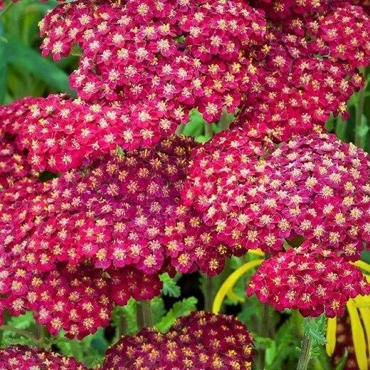 Achillea millefolium: TUTTI FRUTTI - POMEGRANATE butaşi trandafiri de grădină în ghiveci sau rădăcină liberă