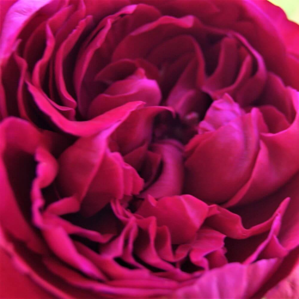 Alain Souchon ® Trandafir Teahibrid butaşi trandafiri de grădină în ghiveci sau rădăcină liberă