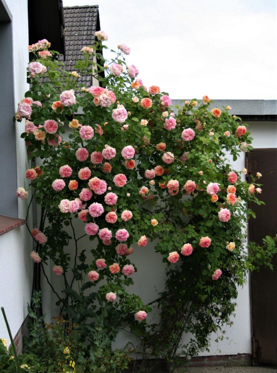 ALCHEMIST ® Butasi trandafiri de gradina butaşi trandafiri de grădină în ghiveci sau rădăcină liberă