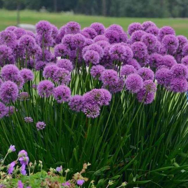 Allium hybrid: MILLENIUM butaşi trandafiri de grădină în ghiveci sau rădăcină liberă