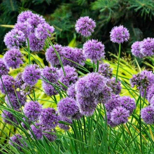 Allium : MEDUSAS HAIR Plants butaşi trandafiri de grădină în ghiveci sau rădăcină liberă