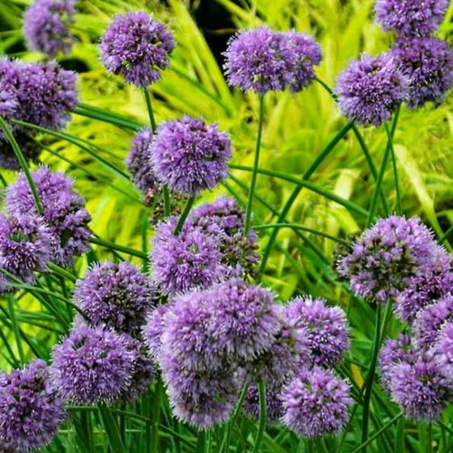 Allium : MEDUSAS HAIR Plants butaşi trandafiri de grădină în ghiveci sau rădăcină liberă