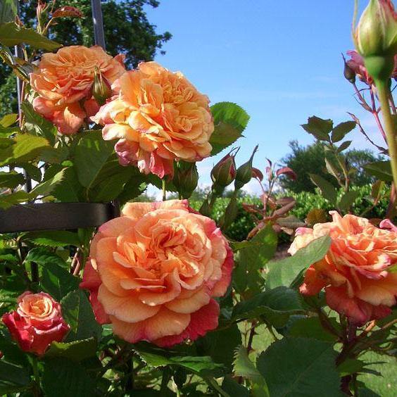 Aloha ® Trandafir Cățărător Urcător butaşi trandafiri de grădină în ghiveci sau rădăcină liberă