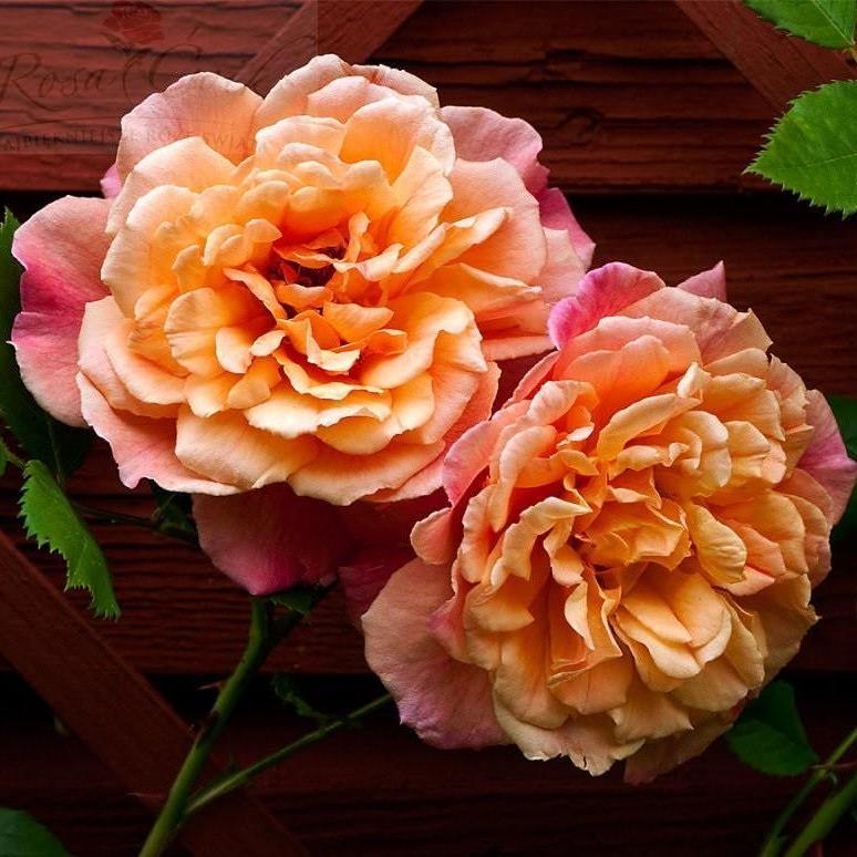 Aloha ® Trandafir Cățărător Urcător butaşi trandafiri de grădină în ghiveci sau rădăcină liberă