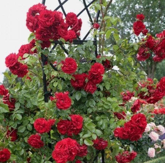 Amadeus ® Trandafir Cățărător Urcător butaşi trandafiri de grădină în ghiveci sau rădăcină liberă