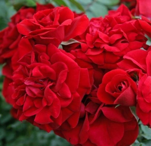 Amadeus ® Trandafir Cățărător Urcător butaşi trandafiri de grădină în ghiveci sau rădăcină liberă