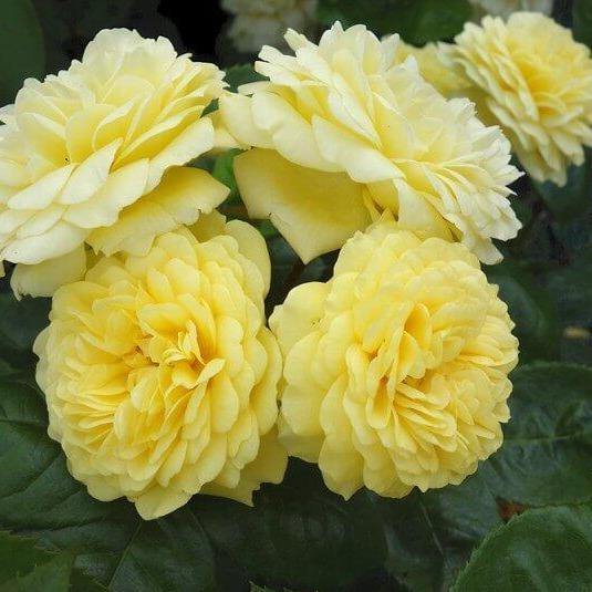 Anny Duperey ( Yellow Meilove ) ® Trandafir Floribunda butaşi trandafiri de grădină în ghiveci sau rădăcină liberă