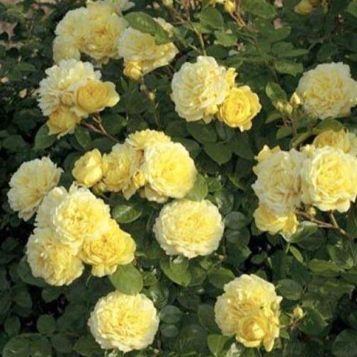 Anny Duperey ( Yellow Meilove ) ® Trandafir Floribunda butaşi trandafiri de grădină în ghiveci sau rădăcină liberă