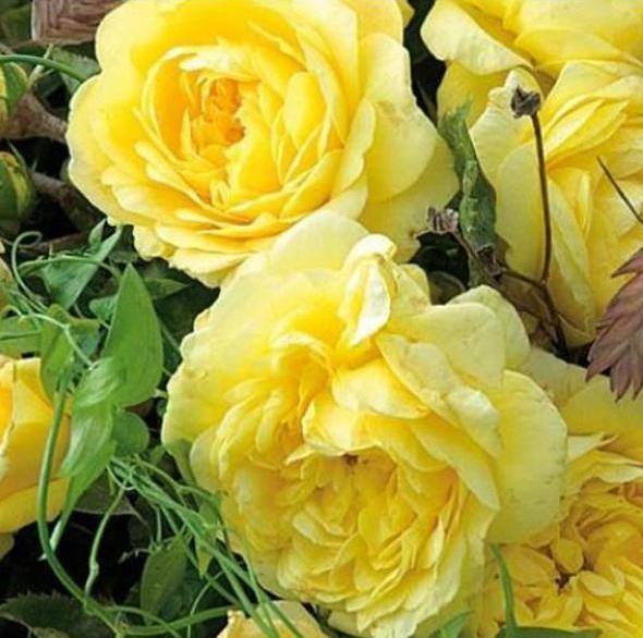 Anny Duperey ( Yellow Meilove ) ® Trandafir Floribunda butaşi trandafiri de grădină în ghiveci sau rădăcină liberă