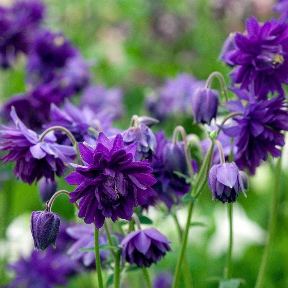 Aquilegia vulgaris: BLUE BARLOW butaşi trandafiri de grădină în ghiveci sau rădăcină liberă