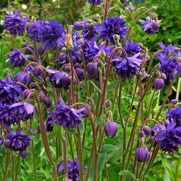 Aquilegia vulgaris: BLUE BARLOW butaşi trandafiri de grădină în ghiveci sau rădăcină liberă