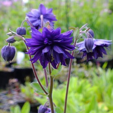 Aquilegia vulgaris: BLUE BARLOW butaşi trandafiri de grădină în ghiveci sau rădăcină liberă