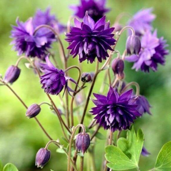Aquilegia vulgaris: BLUE BARLOW butaşi trandafiri de grădină în ghiveci sau rădăcină liberă