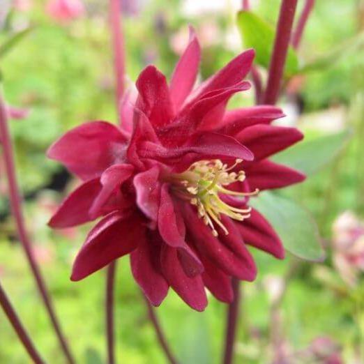 Aquilegia vulgaris: RUBY PORT butaşi trandafiri de grădină în ghiveci sau rădăcină liberă
