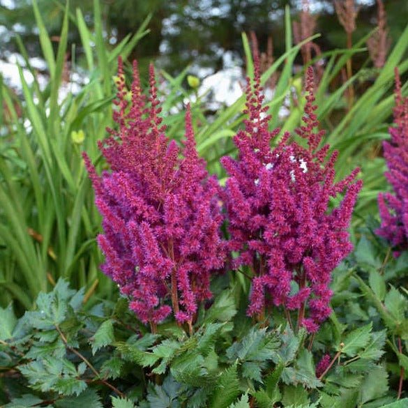 ASTILBE CHINENSIS : VISION IN RED Plants butaşi trandafiri de grădină în ghiveci sau rădăcină liberă