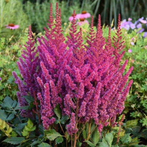 ASTILBE CHINENSIS : VISION IN RED Plants butaşi trandafiri de grădină în ghiveci sau rădăcină liberă