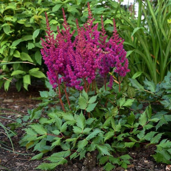 ASTILBE CHINENSIS : VISION IN RED Plants butaşi trandafiri de grădină în ghiveci sau rădăcină liberă