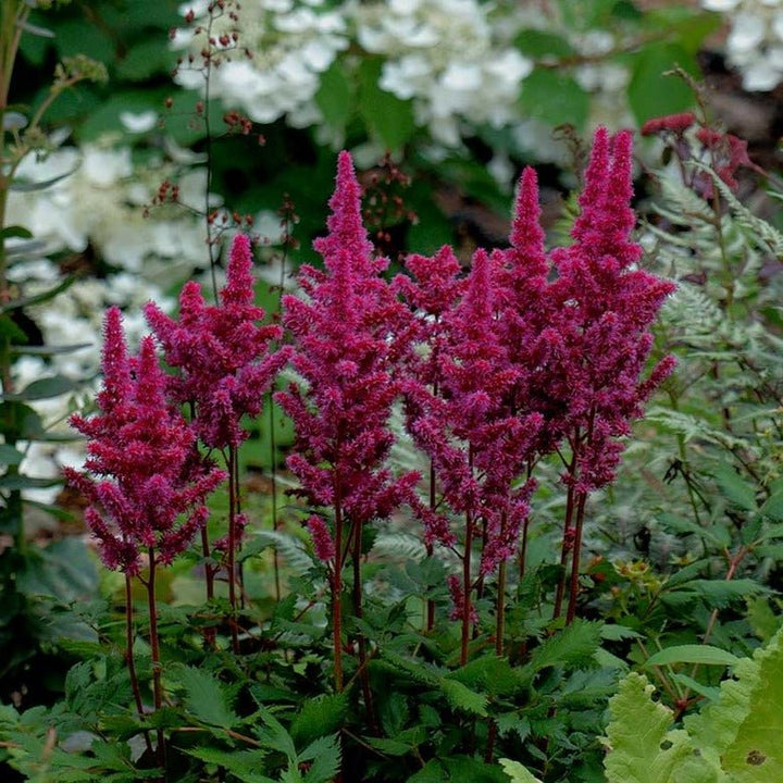 ASTILBE CHINENSIS : VISION IN RED Plants butaşi trandafiri de grădină în ghiveci sau rădăcină liberă