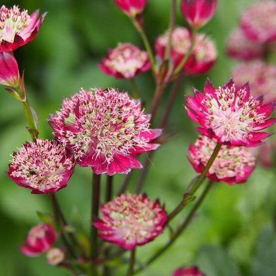 Astrantia major: MOULIN ROUGE butaşi trandafiri de grădină în ghiveci sau rădăcină liberă