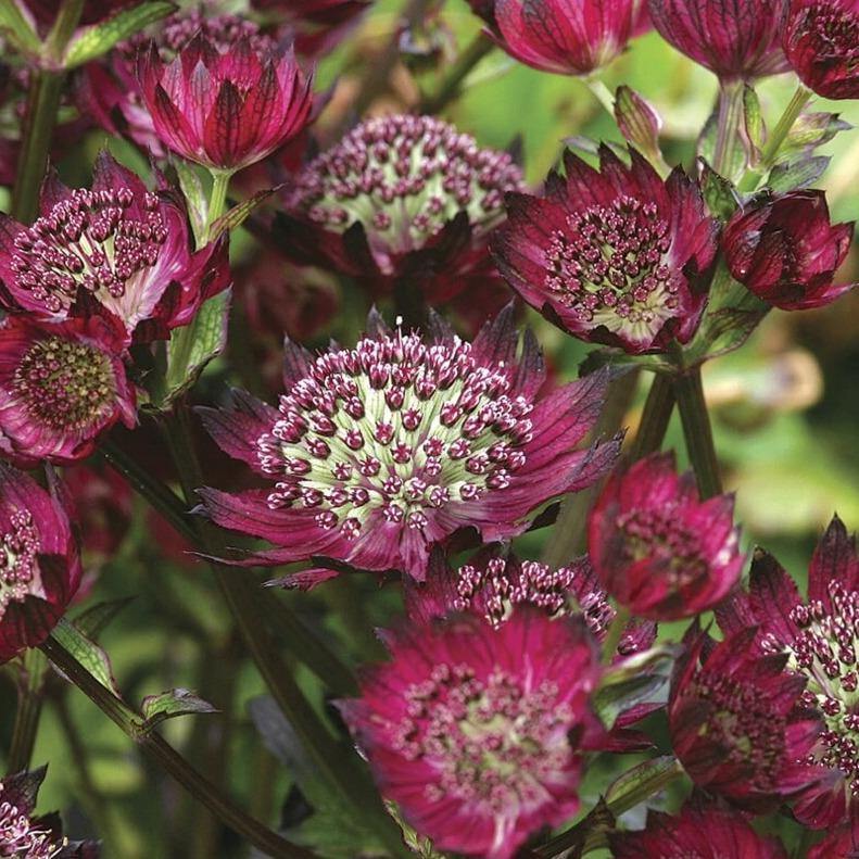 Astrantia major: MOULIN ROUGE butaşi trandafiri de grădină în ghiveci sau rădăcină liberă