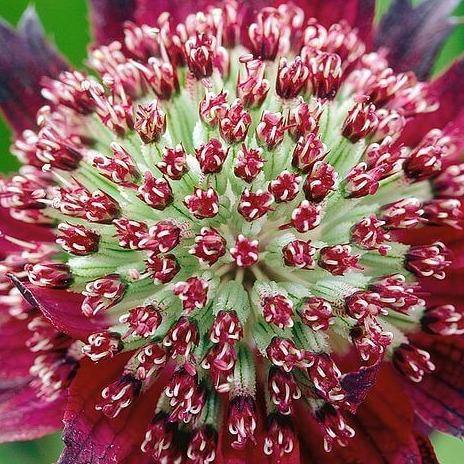 Astrantia major: MOULIN ROUGE butaşi trandafiri de grădină în ghiveci sau rădăcină liberă