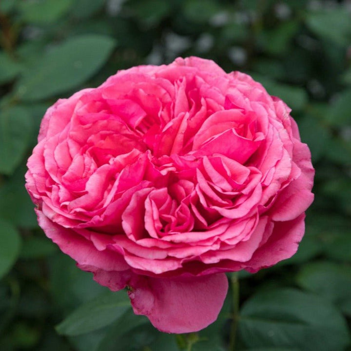 AUDREY FLEUROT ® Butasi trandafiri de gradina butaşi trandafiri de grădină în ghiveci sau rădăcină liberă