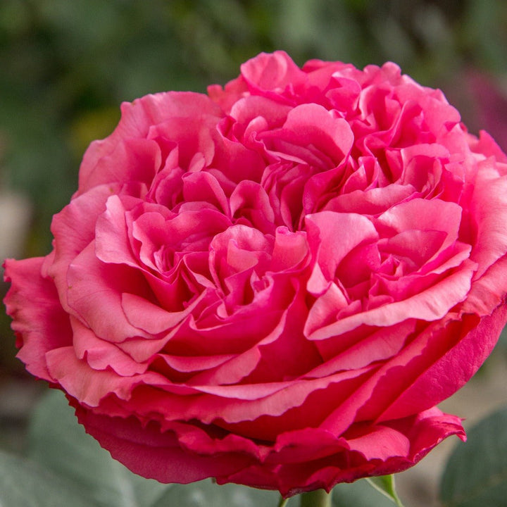 AUDREY FLEUROT ® Butasi trandafiri de gradina butaşi trandafiri de grădină în ghiveci sau rădăcină liberă