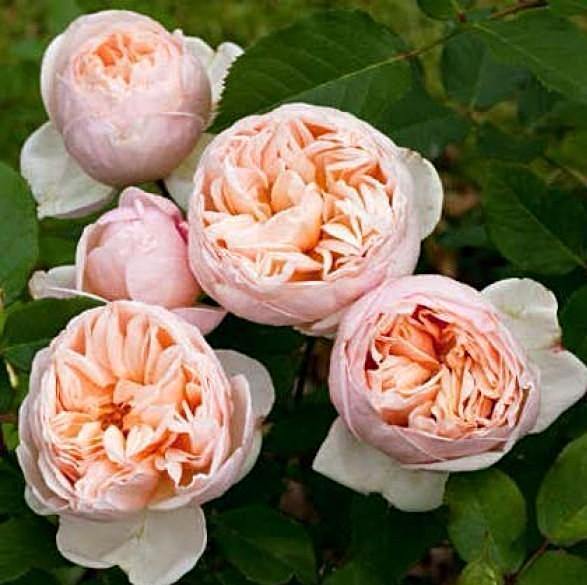 Belle Romantica ® Trandafir Teahibrid butaşi trandafiri de grădină în ghiveci sau rădăcină liberă