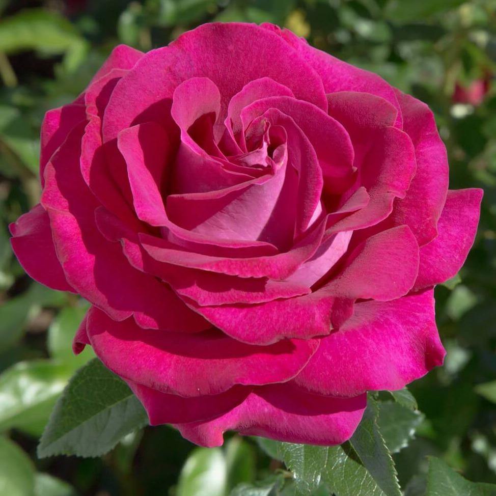 Belles Rives ® Trandafir Teahibrid butaşi trandafiri de grădină în ghiveci sau rădăcină liberă