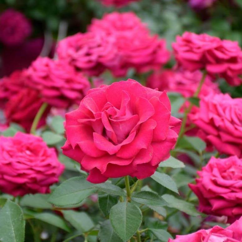 Belles Rives ® Trandafir Teahibrid butaşi trandafiri de grădină în ghiveci sau rădăcină liberă