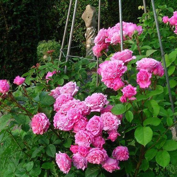 BIENVENUE ® Butasi trandafiri de gradina butaşi trandafiri de grădină în ghiveci sau rădăcină liberă
