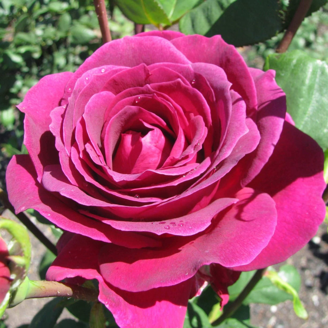 BIG PURPLE ® Butasi trandafiri de gradina butaşi trandafiri de grădină în ghiveci sau rădăcină liberă