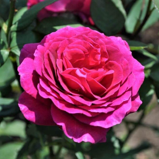 BIG PURPLE ® Butasi trandafiri de gradina butaşi trandafiri de grădină în ghiveci sau rădăcină liberă