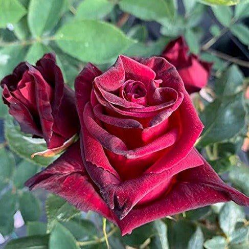 Black Baccara ® Trandafir Teahibrid butaşi trandafiri de grădină în ghiveci sau rădăcină liberă